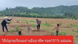 ปลูกทุเรียนอย่างมืออาชีพ รอดชัวร์ได้ผลผลิตแน่นอน