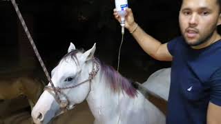 Como poner suero a un caballo