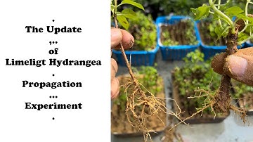 Limelight Hydrangea Second Propagation Experiment Update