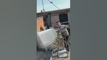 Retainer for shearing sheep- Good tools and machinery can increase work efficiency