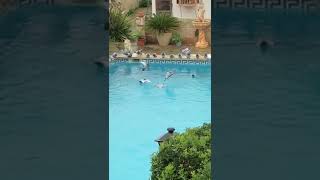 حمام سباحة للطيور pigeons  Guvercinler  Vögel  uccelli_  پرندگان_  Oiseaux  鳥類