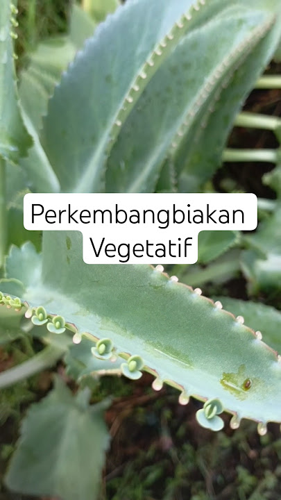 Cocor Bebek #KalanchoePinnata #TunasDaun #VegetatifAlami #TanamanUnik #FaktaTumbuhan