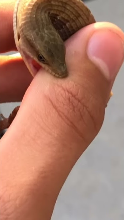 Tiny lizard bites person's hand, then runs away.