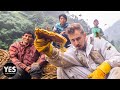 Hunting Nepal’s Mad Honey That Makes You Hallucinate - HONEY HUNTERS