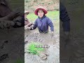 Deep-mud rice paddy. #viral #trivia #shorts