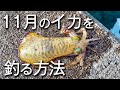 最小の動きで仕留める。これを知らないと11月は釣れません。