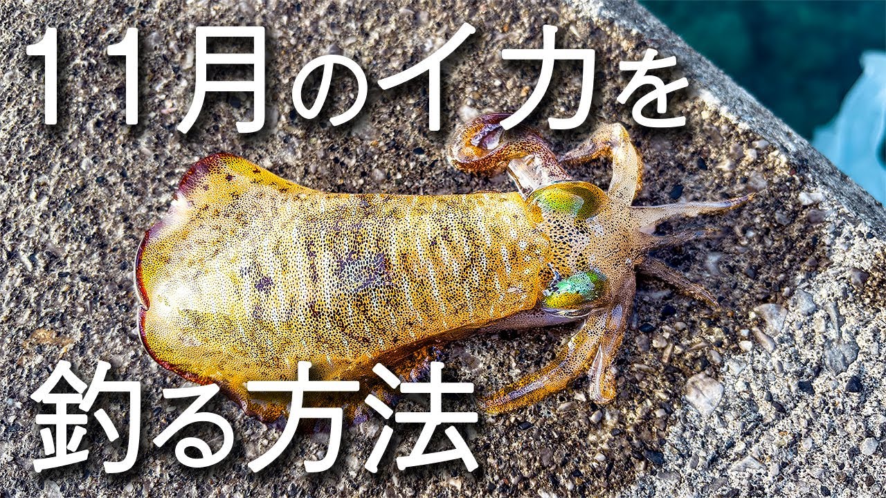 最小の動きで仕留める。これを知らないと11月は釣れません。 - YouTube