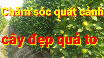 Cách chăm sóc cây quất cảnh thời kỳ bón phân cho cây quất cảnh đợt cuối làm cây quất cây đẹp quả to