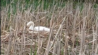 🦢гніздо лебідки в ставку #Libidka sit on the nest near the bet #гніздолебідки #лебеді #озеро #птаха