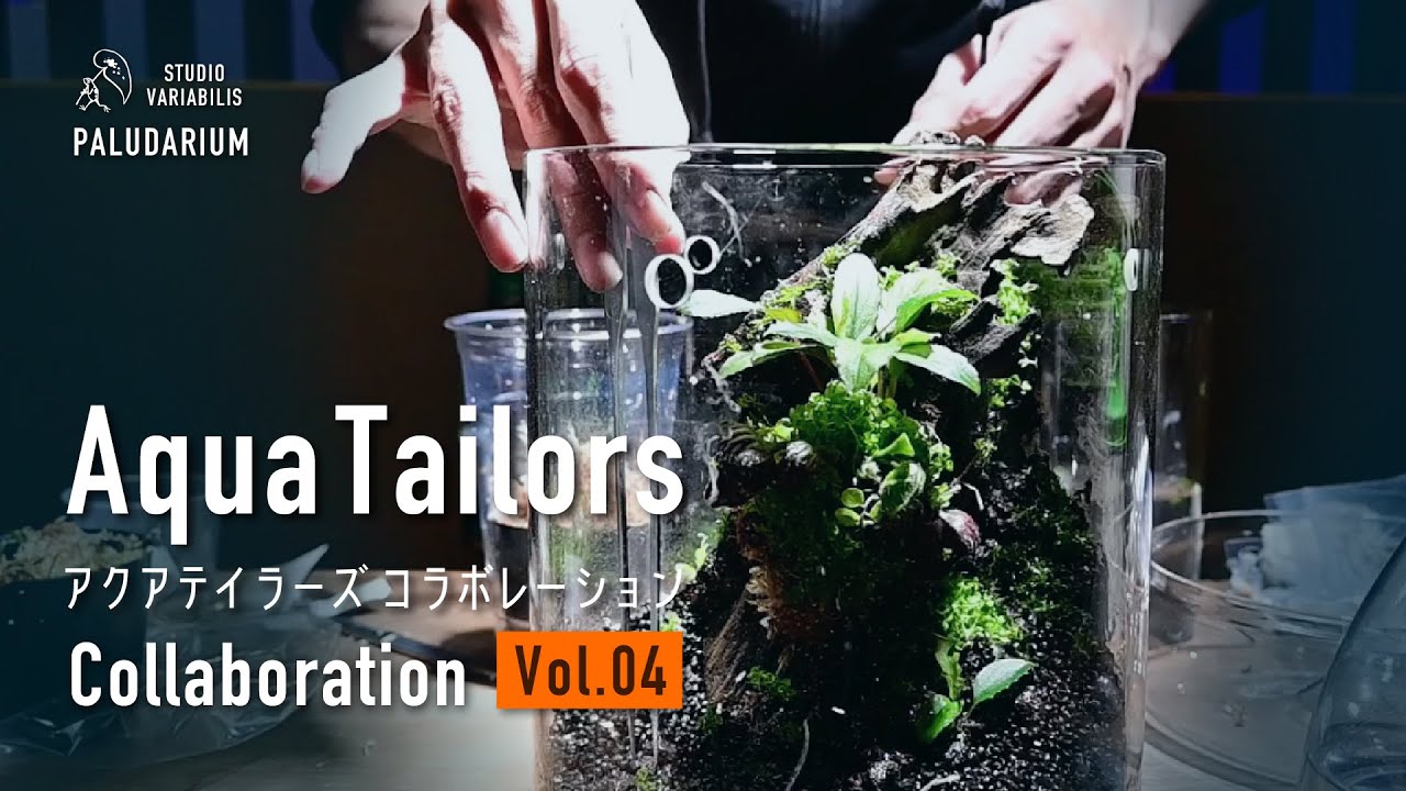 Aqua Tailors コラボ 1 - ④ パルダリウムの植栽