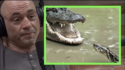 Joe Rogan | Pythons & Alligators Are Battling in the Everglades