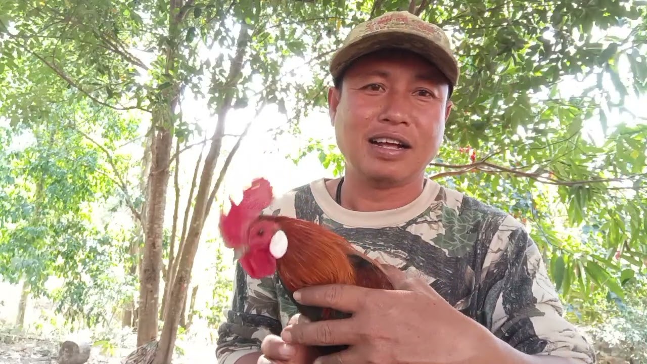 วิธีต่อไก่มือใหม่ต้องฉลาดกว่าไก่เถื่อน/จ่อยคนตีผึ้ง