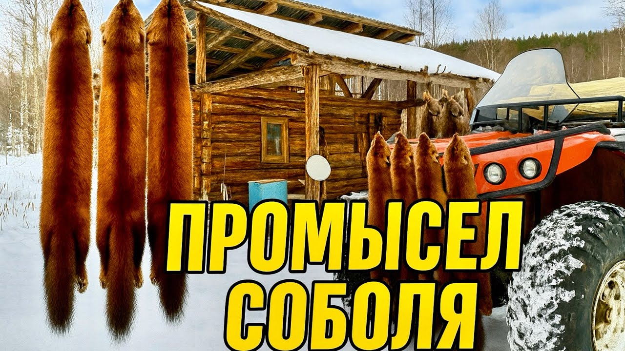 ПРОМЫСЛОВАЯ ОХОТА НА СОБОЛЯ | ЛОСИ НА ПУТИКЕ 