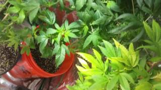 How long to veg for