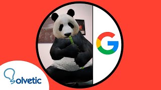 🐼 How to SEE and USE Panda Google 3D screenshot 5