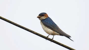 Mud nest of Barn swallow