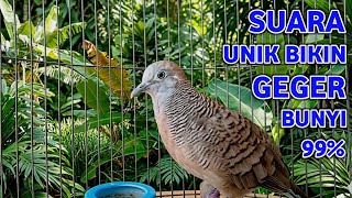 Perkutut Lokal Gacor Suara Besar Pancingan Burung Perkutut Agar Cepat  Bunyi 99 Ampuh