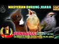 Masteran Cililin Jernih bs Kapas Tembak Cucak Rowo Gacor _ Masteran Burung