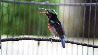 Download Lagu TERAPI DAN PANCINGAN KONIN AMPUH JAMIN IKUT NEMBAK SUARA KRISTAL FULL ISIAN LANGKA MP3