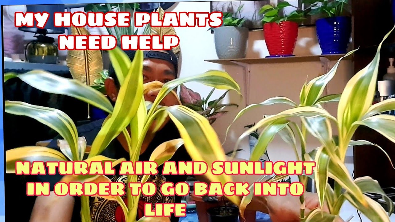 DO HOUSE PLANTS NEED TO GO OUT SIDE FOR SUNLIGHT TO SURVIVE YouTube