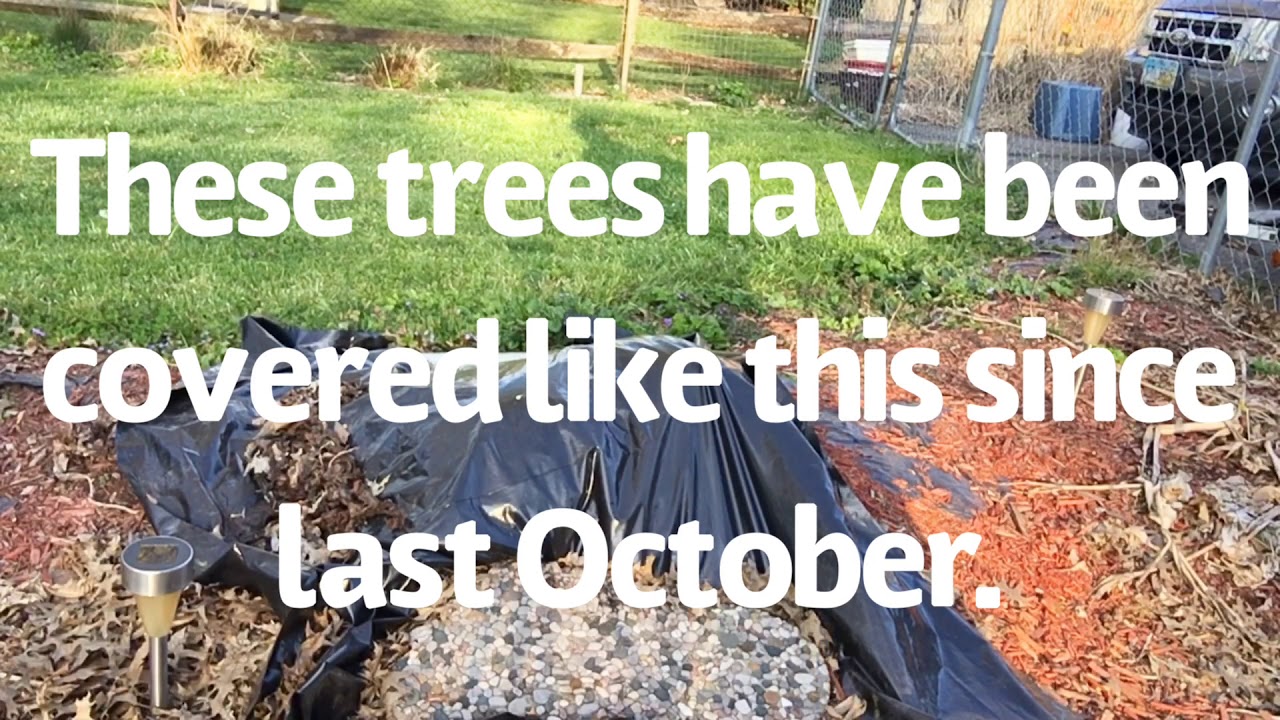 Growing Banana Trees In Ohio YouTube