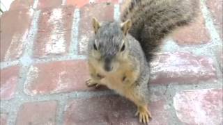Close-Up View of a Squirrel Taking Care of Its Teeth