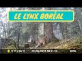 Ma camra filme un lynx pour la seconde fois  des secondes intenses