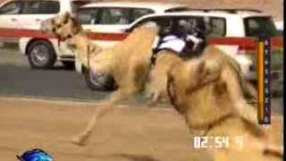 الشبابي فزاع العاصفه هجن