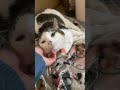 Found The Perfect Cat Bed Luna S New Favorite Spot Fok Catlover Catbed Found The Perfect Cat Bed Luna S New Favorite Spot Fok Catlover Catbed