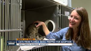 Cats rescued from Florida to avoid hurricane arrive in Milwaukee