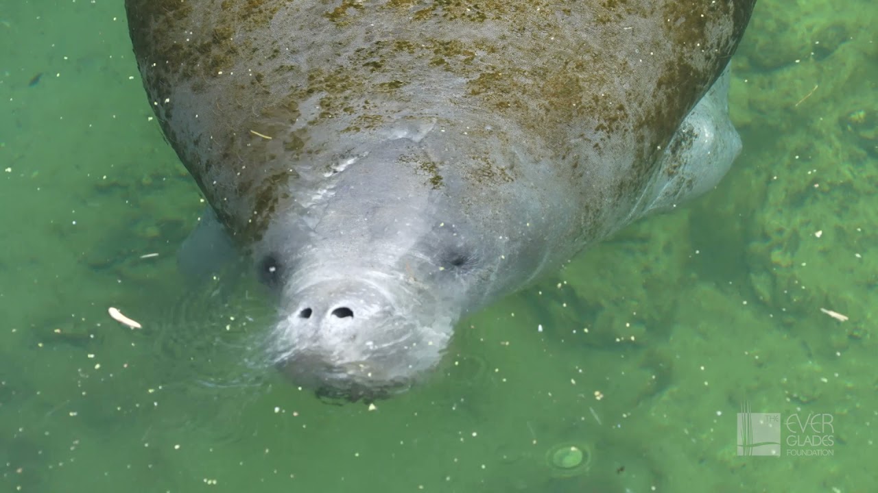 Florida's Water Quality & Everglades Restoration