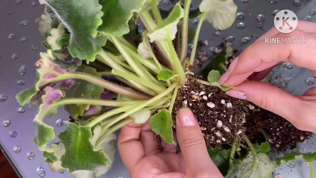 Рассаживаю фиалки. Обнаружила сюрприз и выкинула.