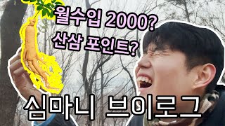 [심마니 vlog] 28살 연봉 2억 전문 심마니의 삼 채취부터 판매까지 A-Z