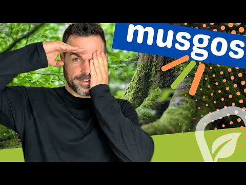 Video: Musgo de acuario: variedades y variedades más populares. Cómo cultivar musgo de acuario