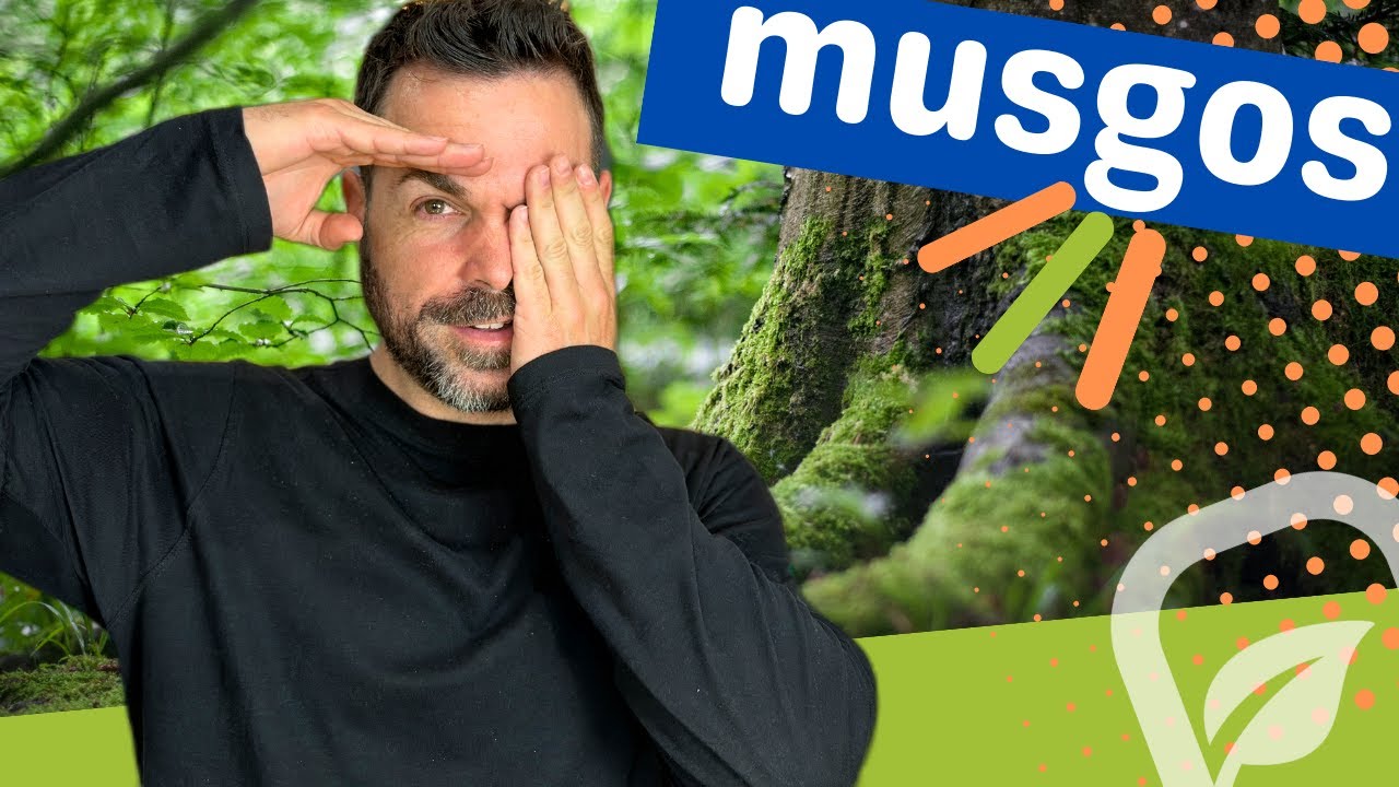 Descubre el secreto para hacer de tu acuario plantado un bosque con los musgos más IMPRESIONANTES !!