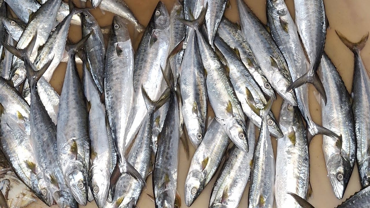 Sonu Khan is live best fish cutting skills Karela