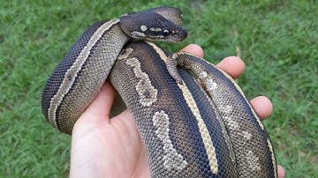Showing off a Blackhead Mojave 66% Het Pied Ball Python Holdback! love the Dark ones :)