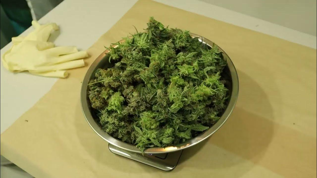 Pineapple Express Harvest Video Hey Abby Machine Success! YouTube