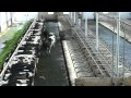 Cows on Comfort Slat Mats.VOB