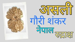 Gauri Shankar Rudraksha | Asli Nakli Kaise pehchane | गौरी शंकर रुद्राक्ष असली या नकली कैसे पहचाने