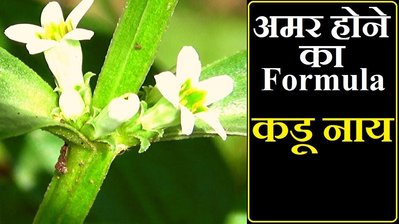 अमर होने का Formula कडू नाय │Mamejao Plant, Enicostema Axillare  Benefits By Vishal Sathye