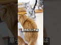 マンチカンのパンチは決して当たらないが息子は別に短足ではないことを忘れていた父! #shorts