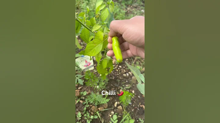 Harvest a chilli 🌶️ #germany #gardening #vegetablegardening #growyourownfood #strawberry #home