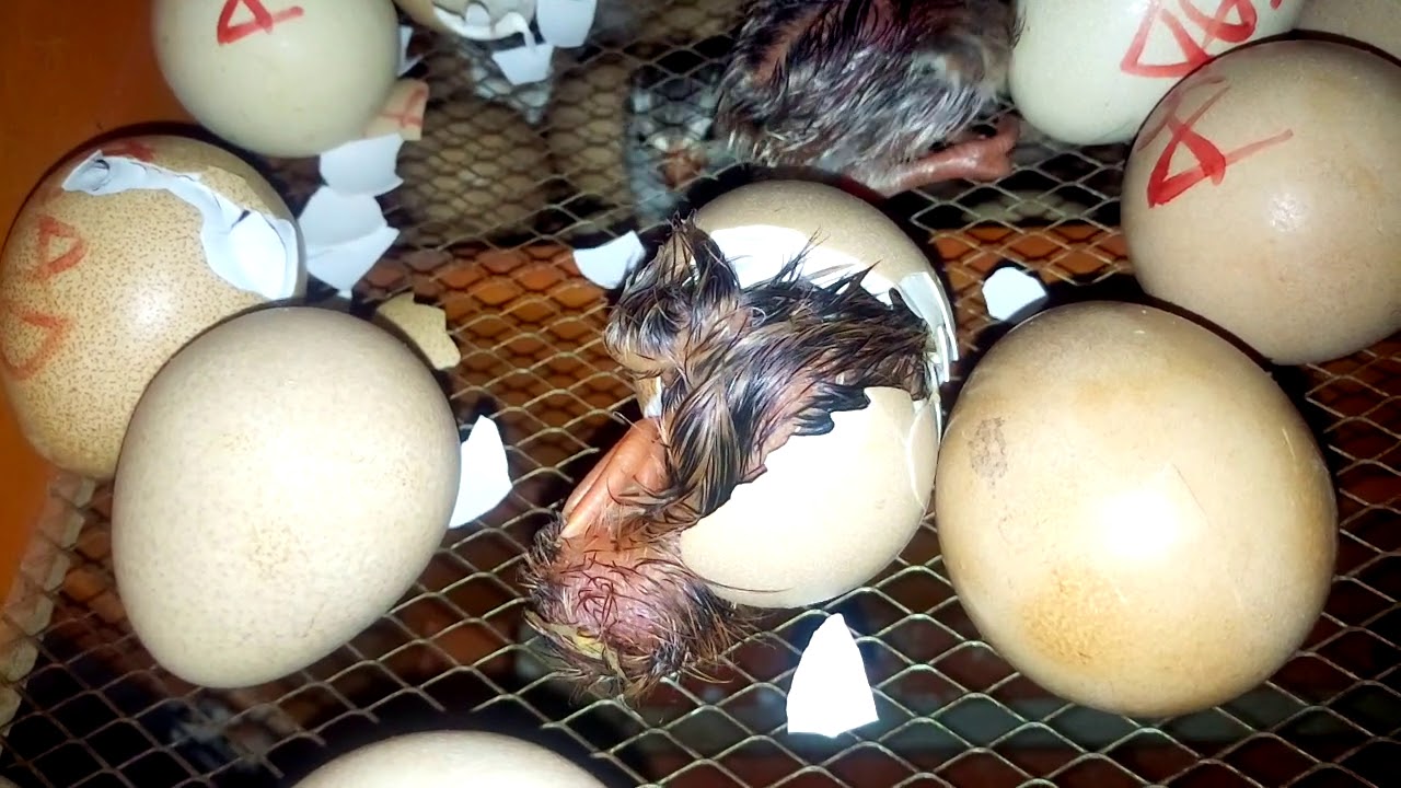 Out from Kerosene Lamp Incubator YouTube