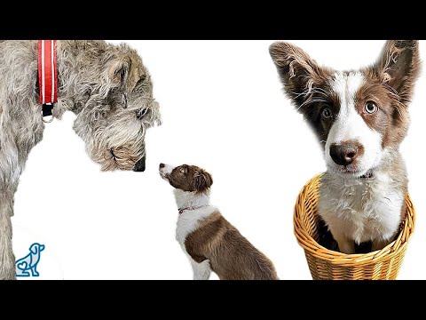 Video: Cosa Succede Dopo La Fase Di Socializzazione Del Cucciolo - Socializing Puppy Dog