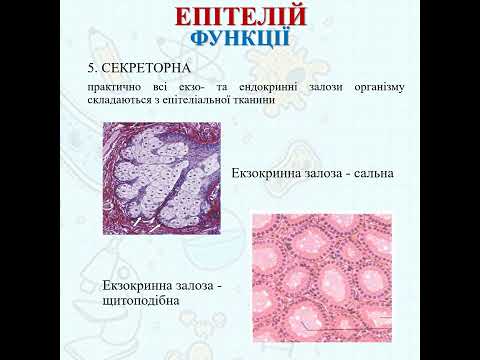 Загальна характеристика епітеліальних тканин. Частина 1: функції