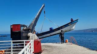 Extracción de recurso Loco en Caleta Quintay, Región de Valparaíso Chile
