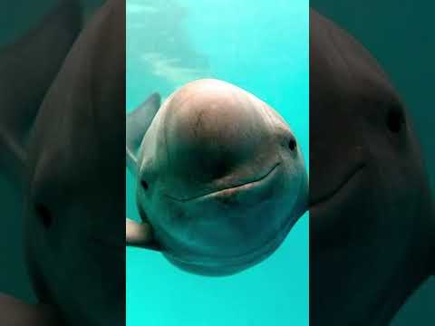 Video: Werden Delfine Haie verprügeln?