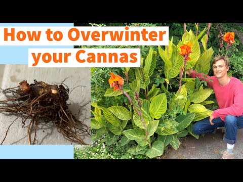Wideo: Wintering Canna Bulbs: Jak przechowywać Canna Bulbs