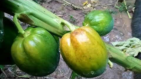 Bắt cá rô nó lốc lên bờ sau cơn mưa